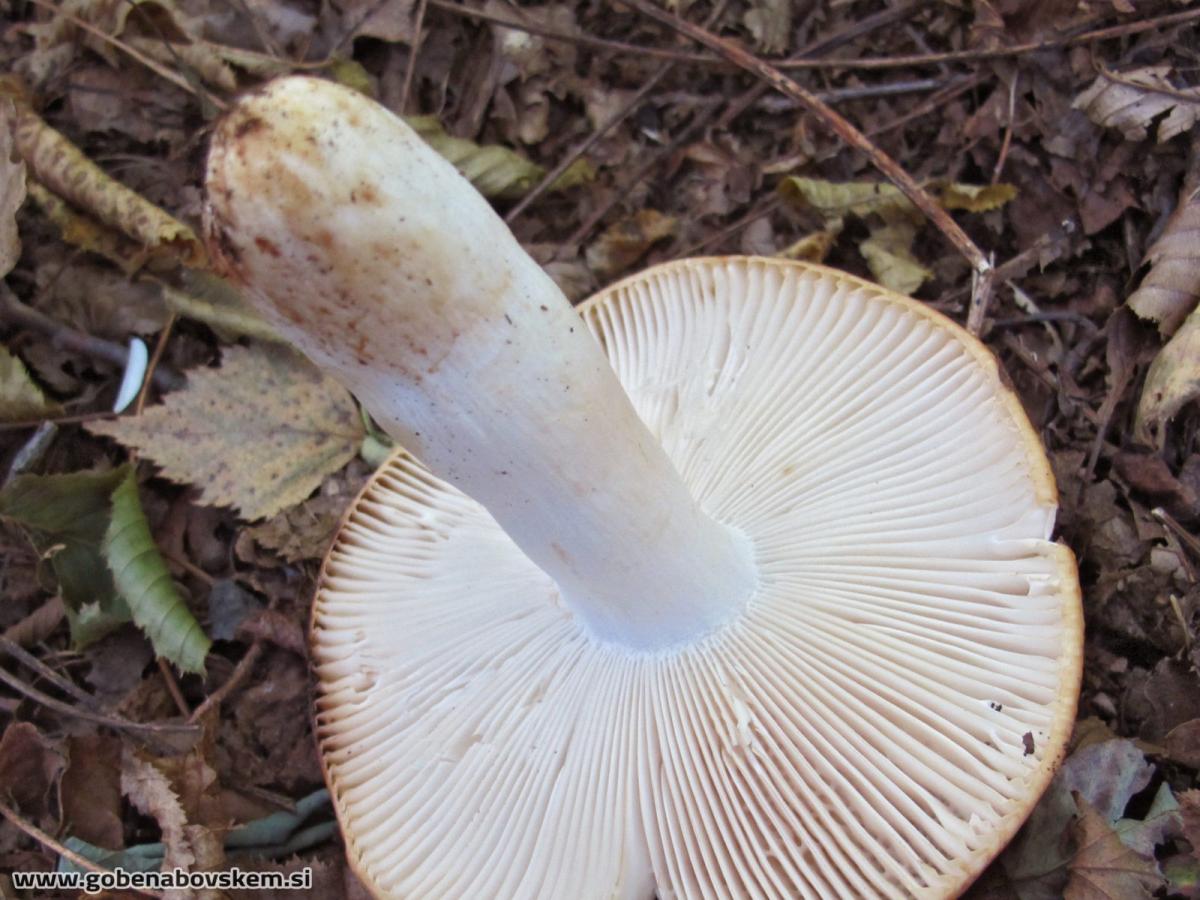 Russula fragrans