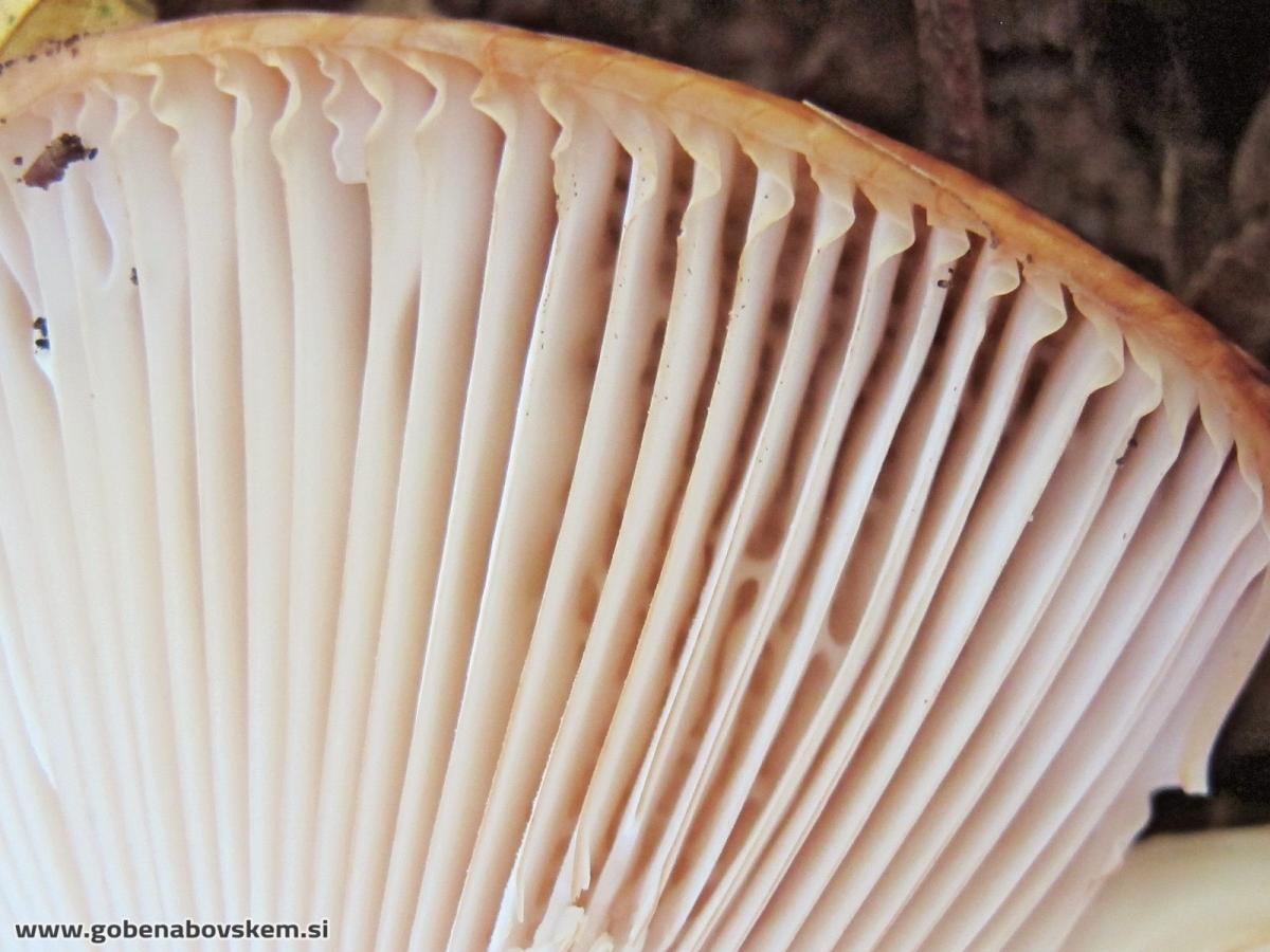 Russula fragrans