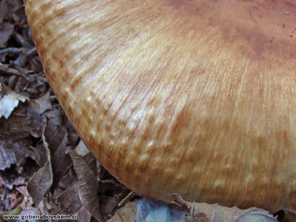 Russula fragrans