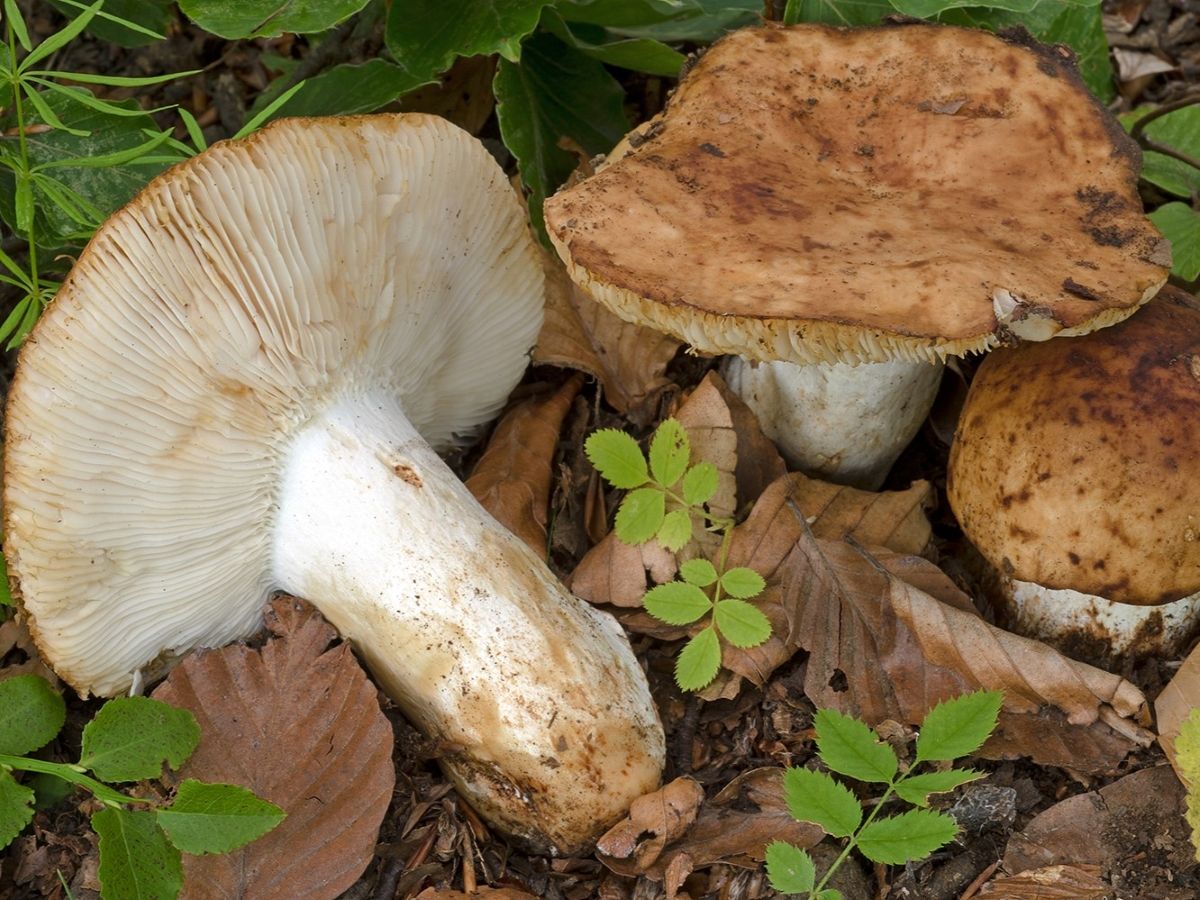 Russula fragrantissima