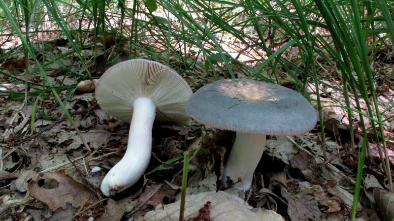 Russula grisea