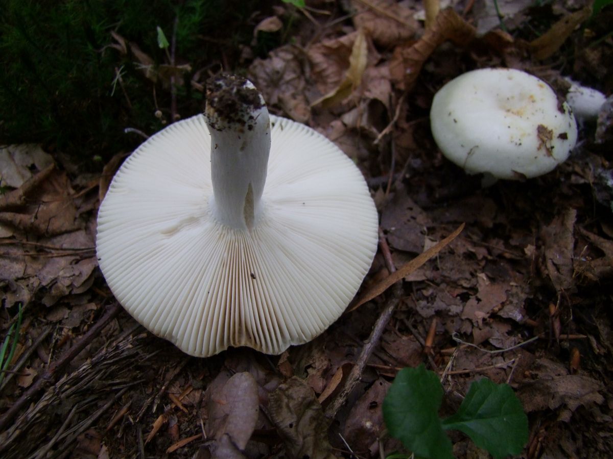 Russula heterophylla