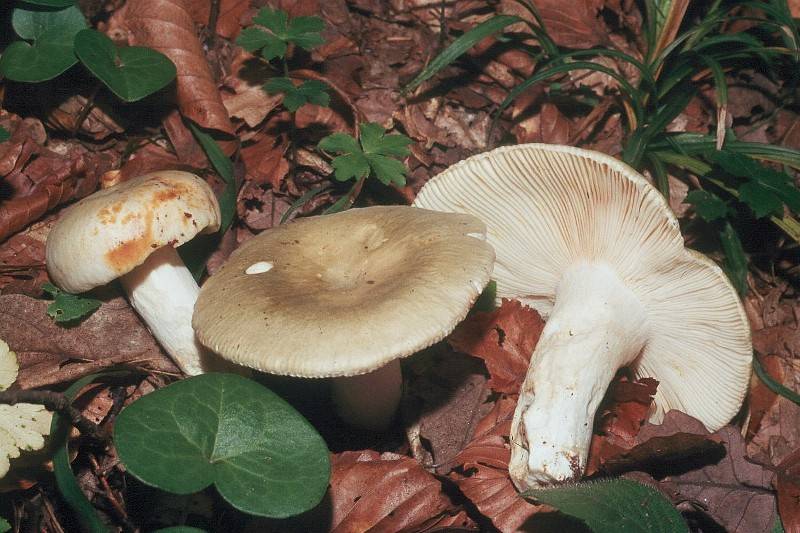 Russula heterophylla