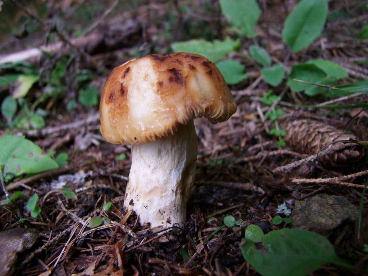 Russula illota