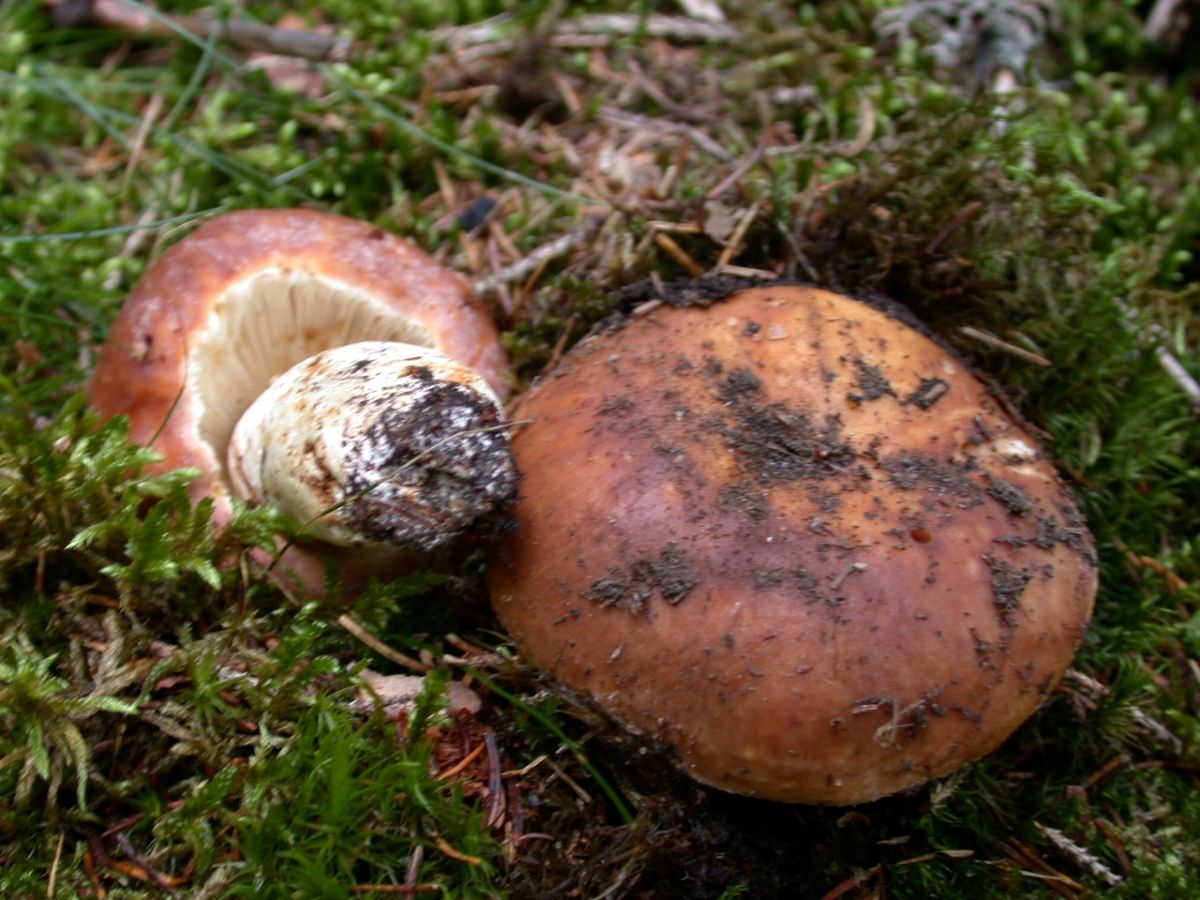 Russula mustelina