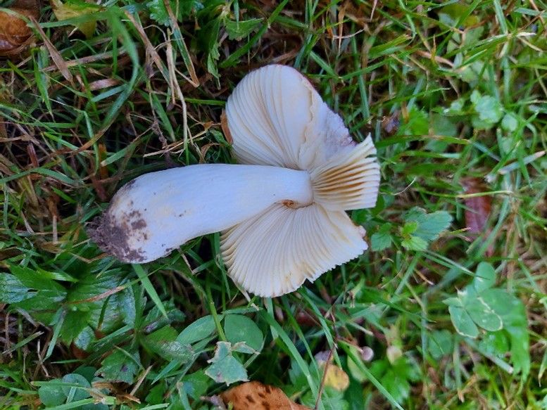 Russula nitida