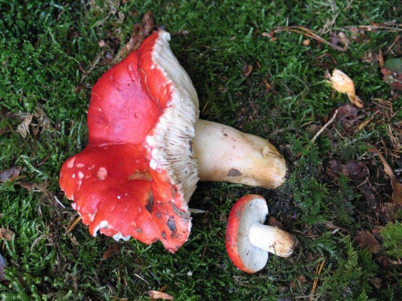 Russula nobilis