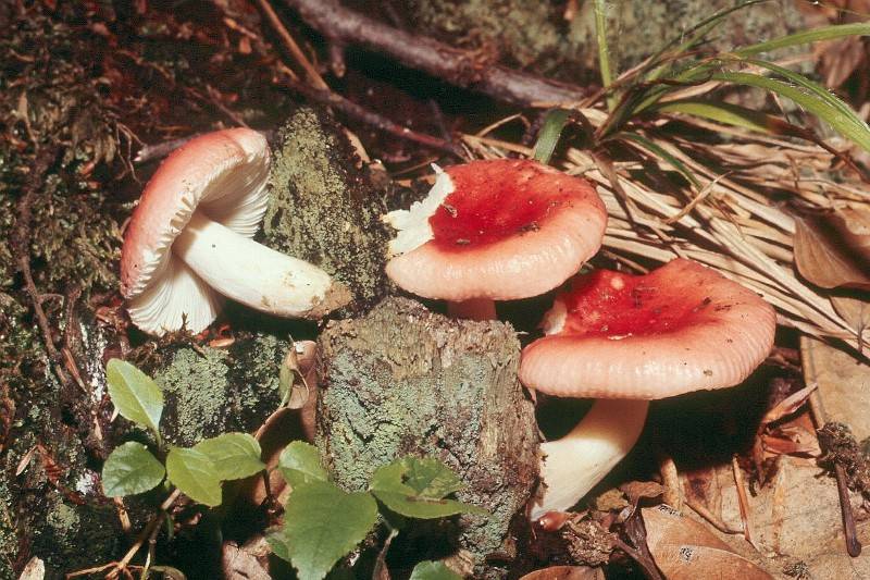 Russula nobilis