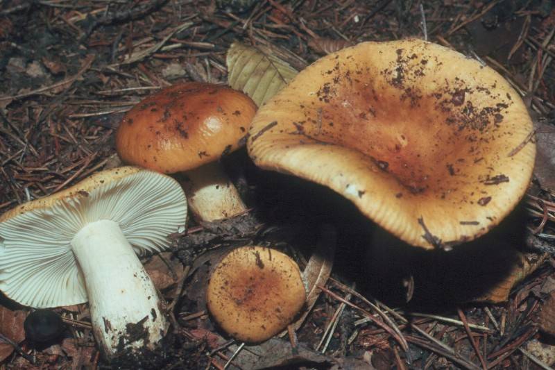 Russula ochroleuca