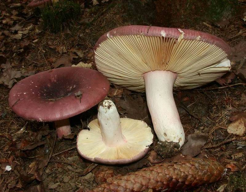 Russula olivacea