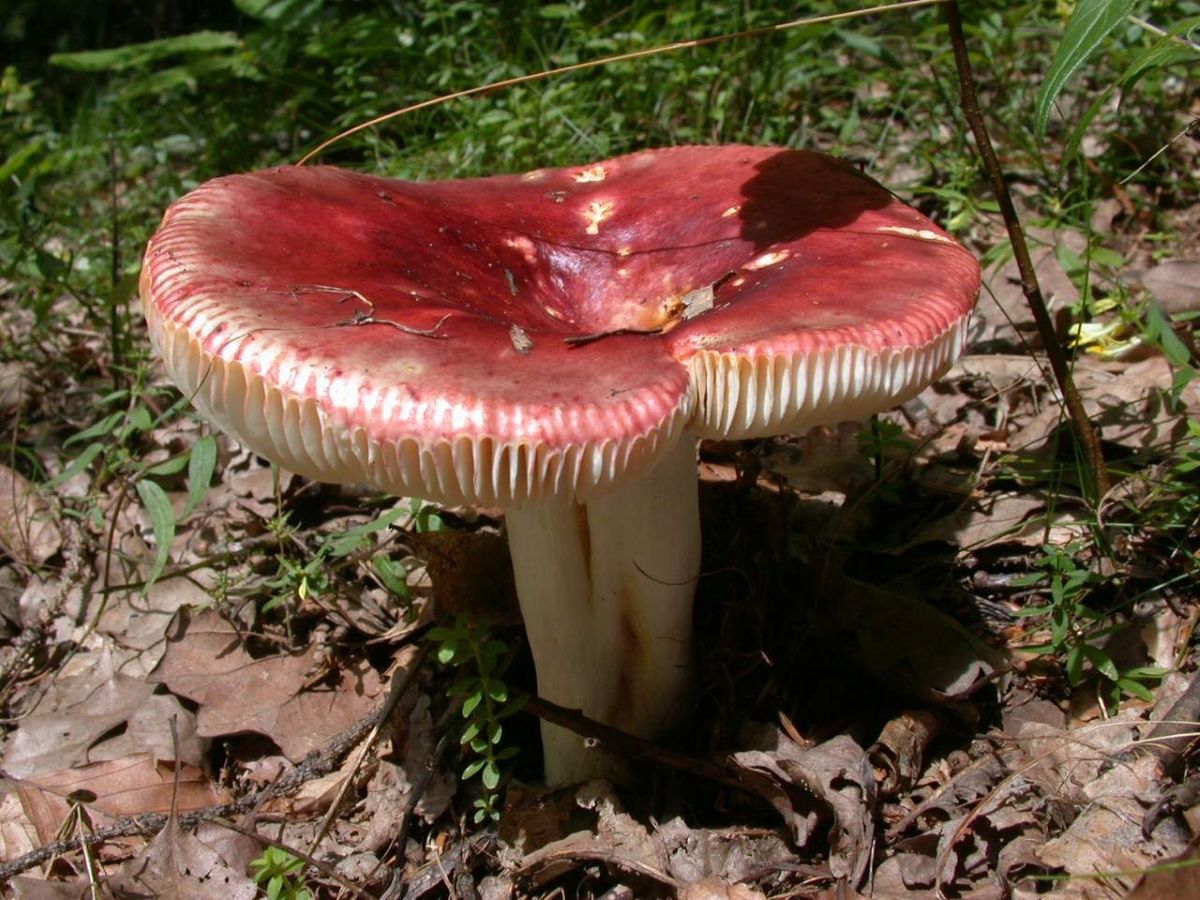 Russula paludosa