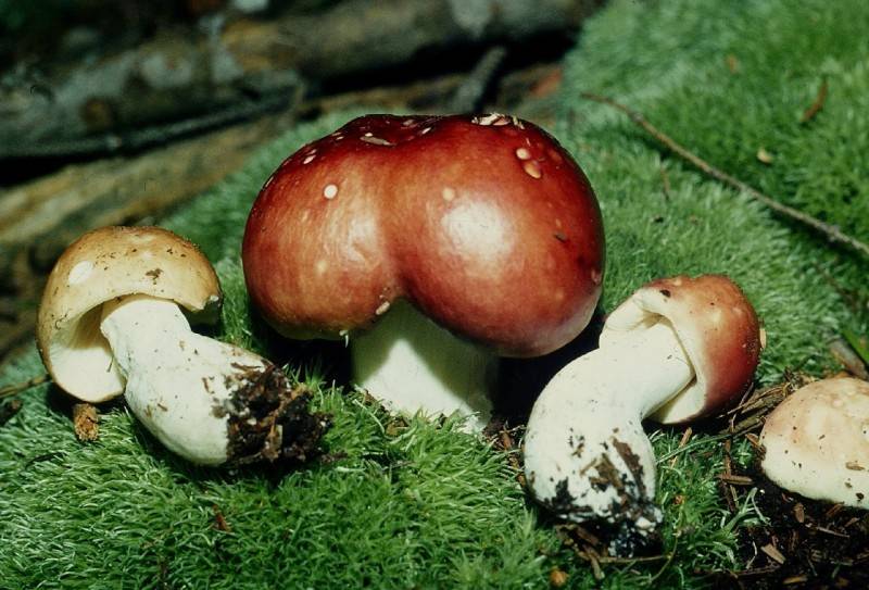 Russula paludosa