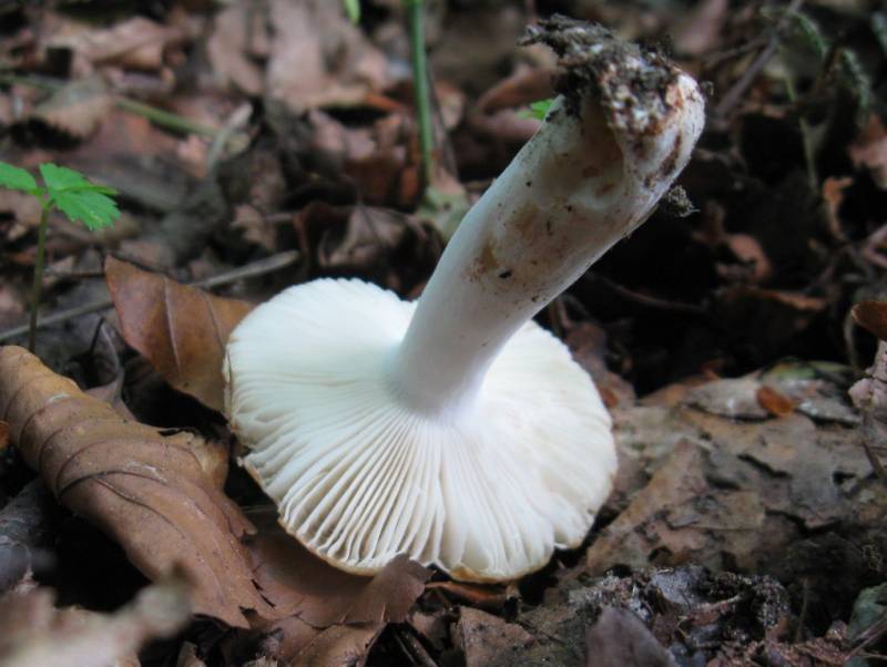 Russula pectinatoides