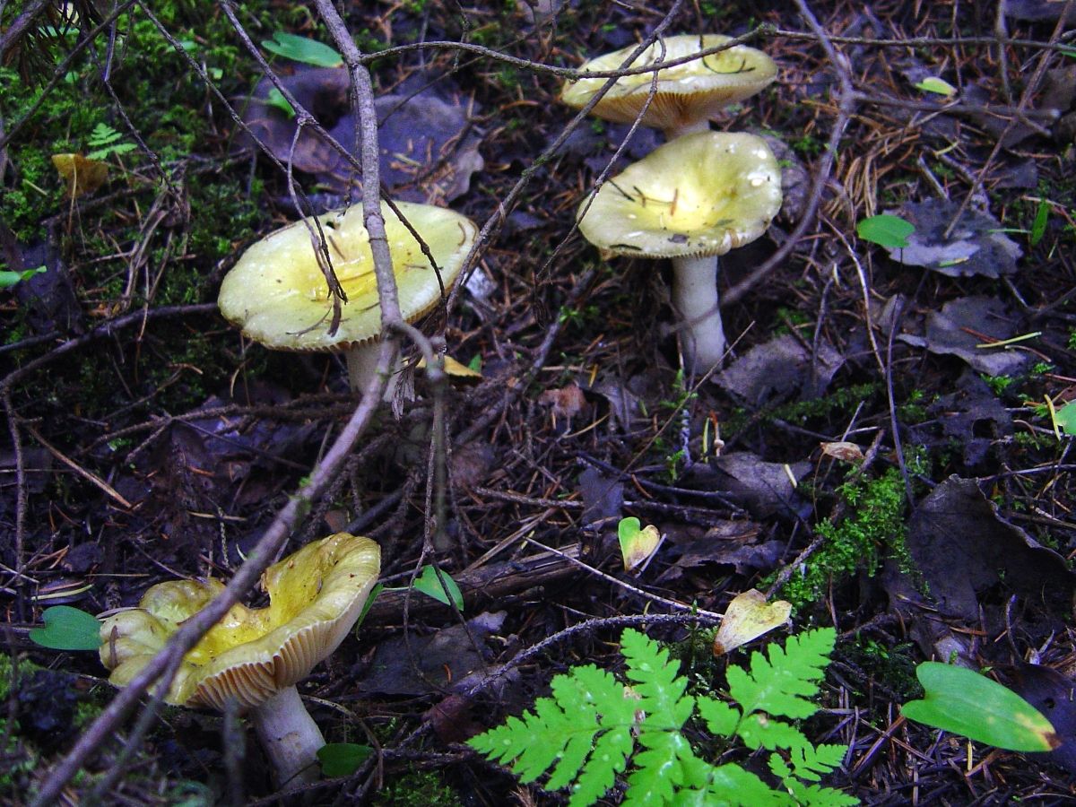 Russula postiana