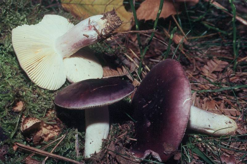 Russula queletii