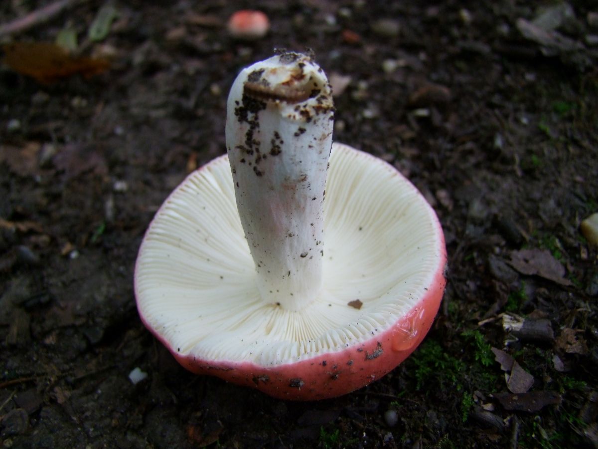 Russula rhodopus