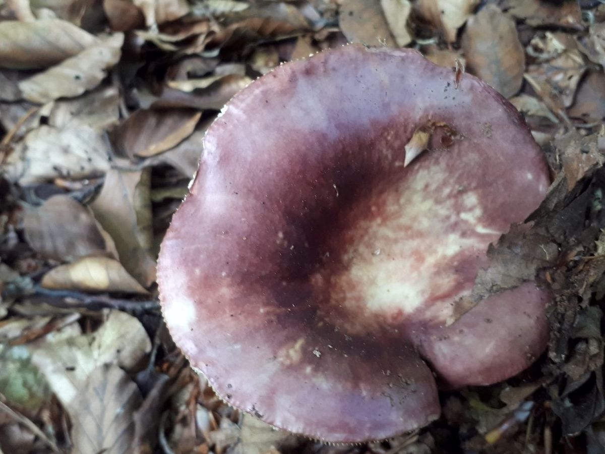 Russula romellii