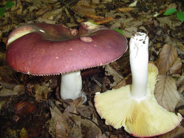 Russula romellii