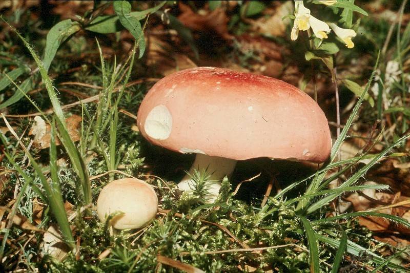 Russula rosea