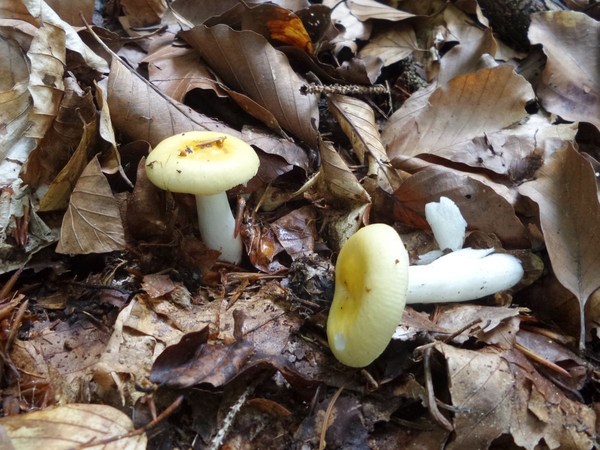 Russula solaris