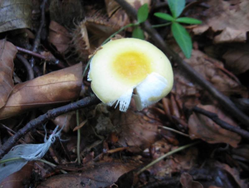 Russula solaris