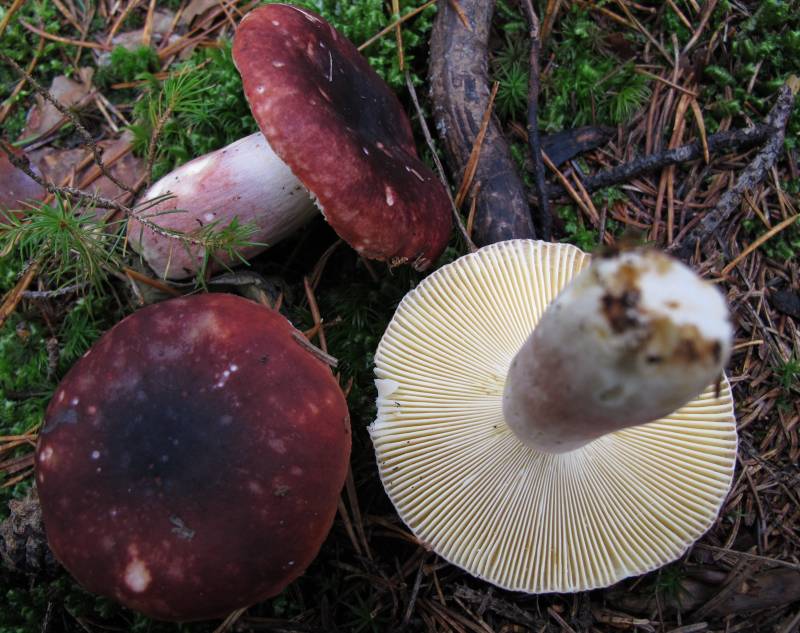 Russula torulosa