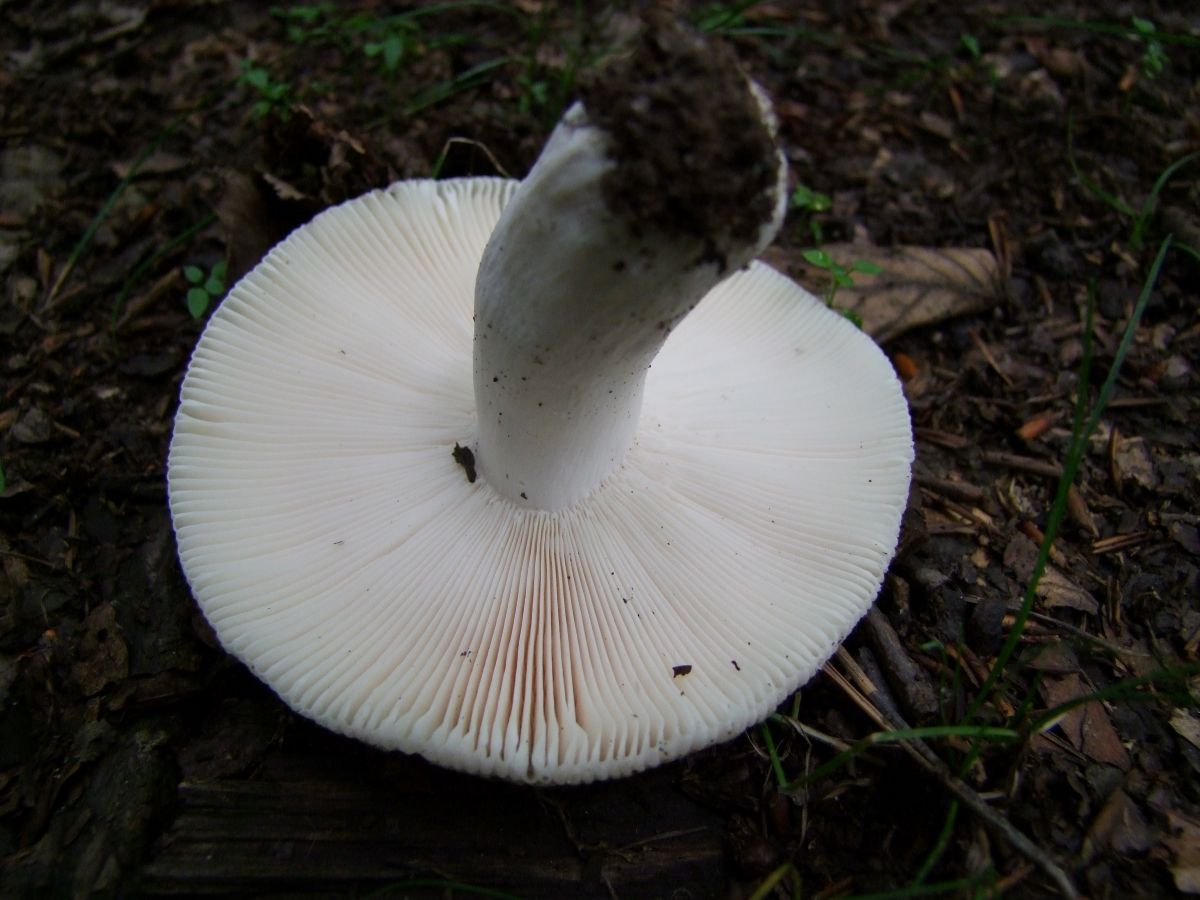 Russula virescens