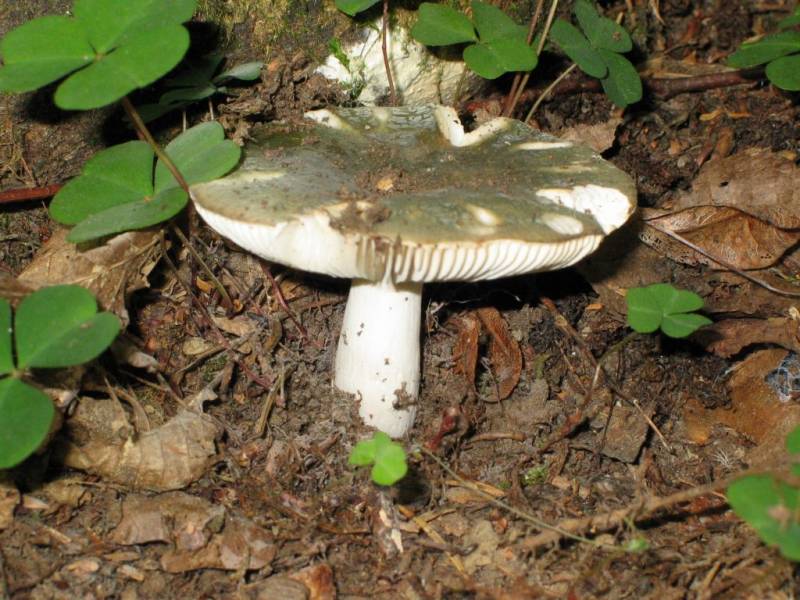 Russula virescens