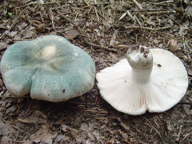 Russula virescens