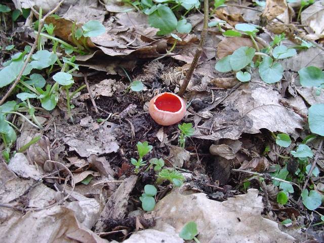 Sarcoscypha coccinea