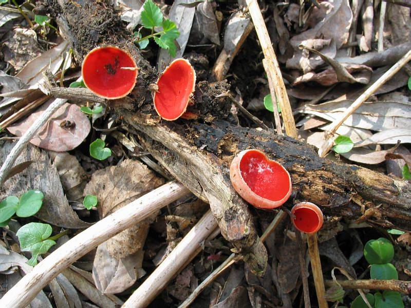 Sarcoscypha coccinea