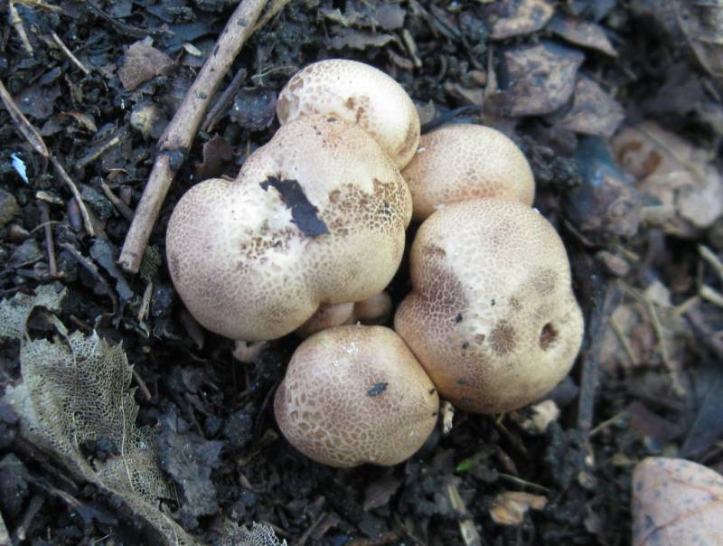 Scleroderma verrucosum