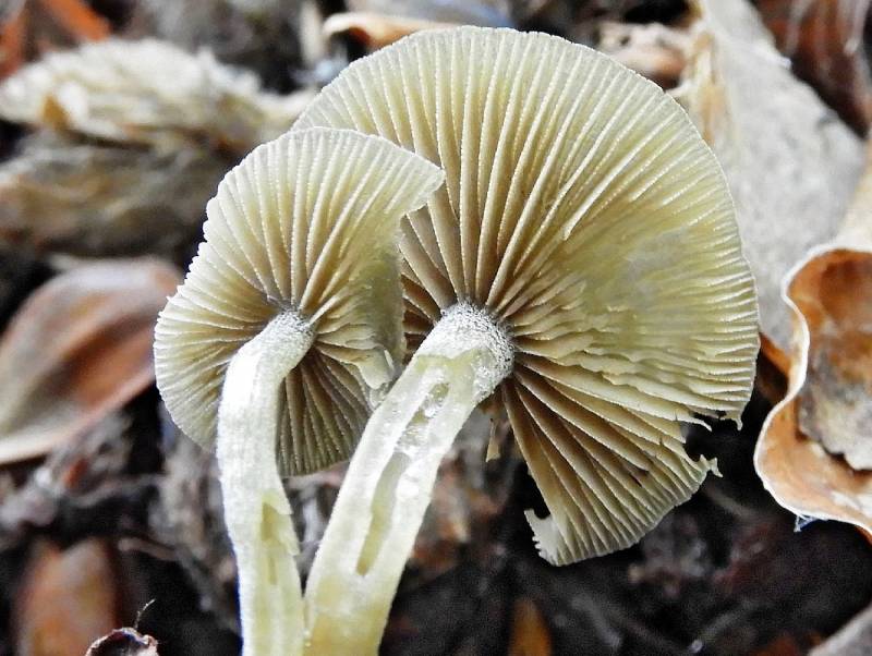 Simocybe centunculus