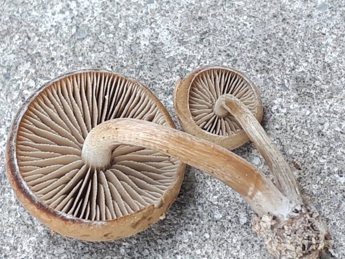 Simocybe sumptuosa