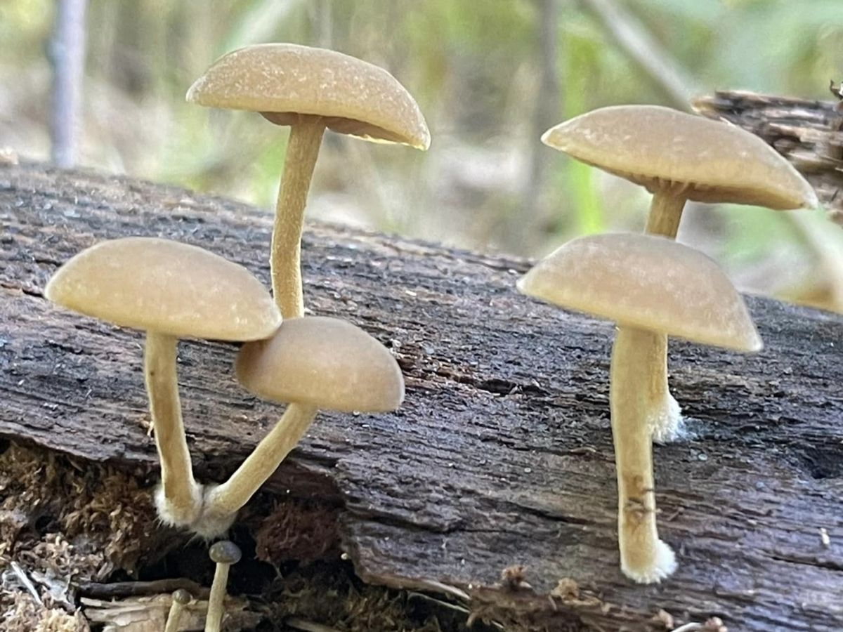 Simocybe sumptuosa