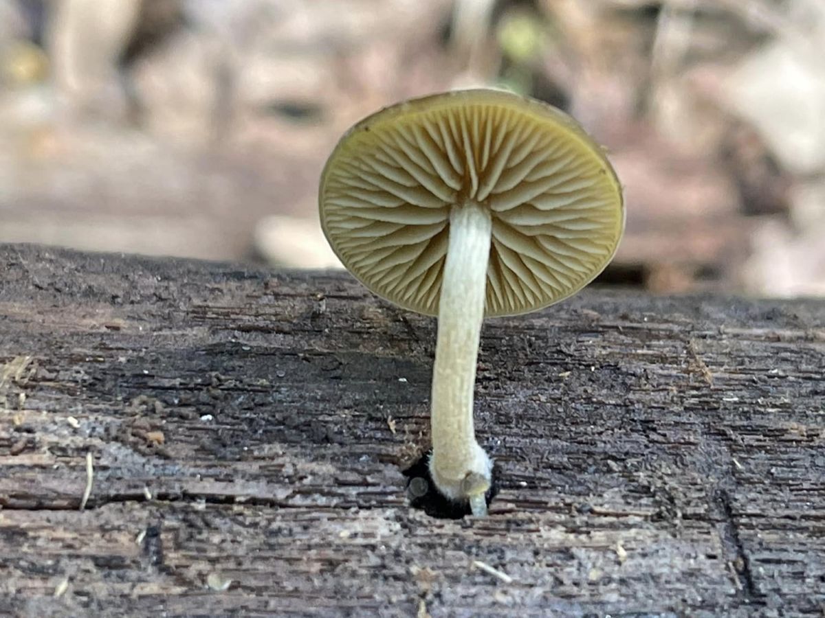 Simocybe sumptuosa