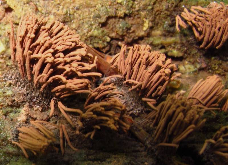 Stemonitis axifera