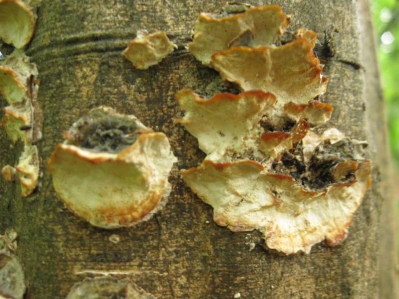 Stereum rugosum