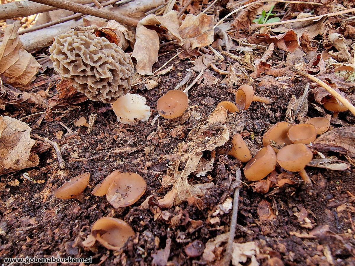 Stromatinia rapulum