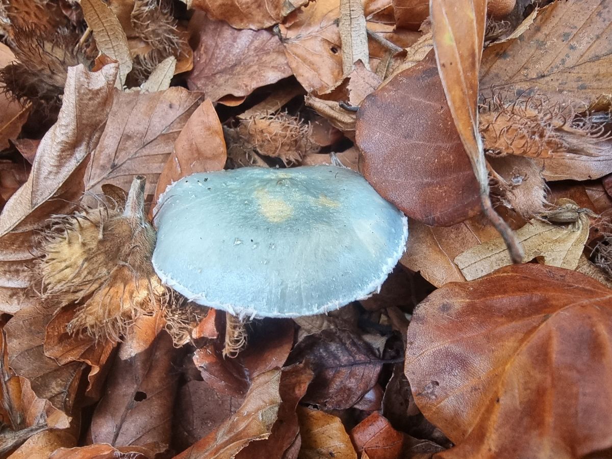 Stropharia caerulea