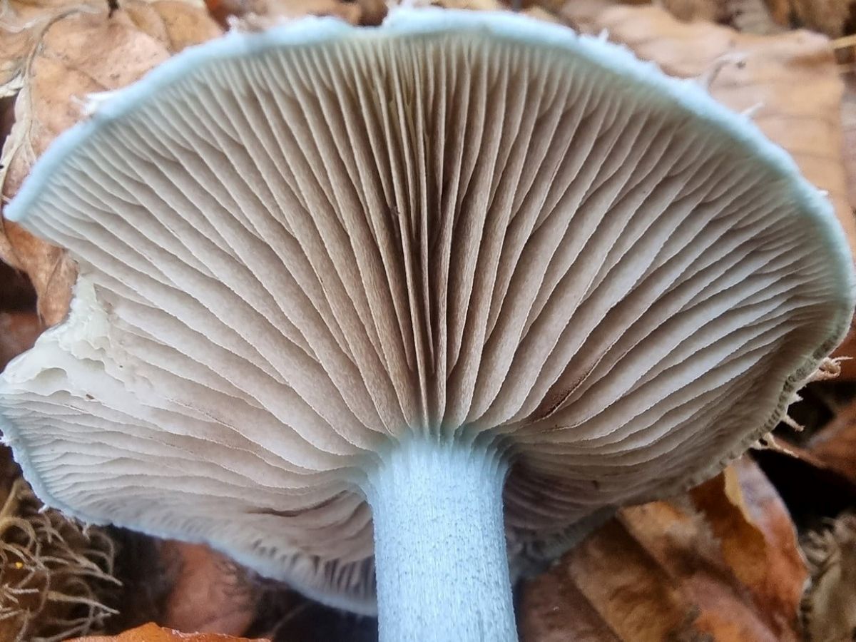 Stropharia caerulea