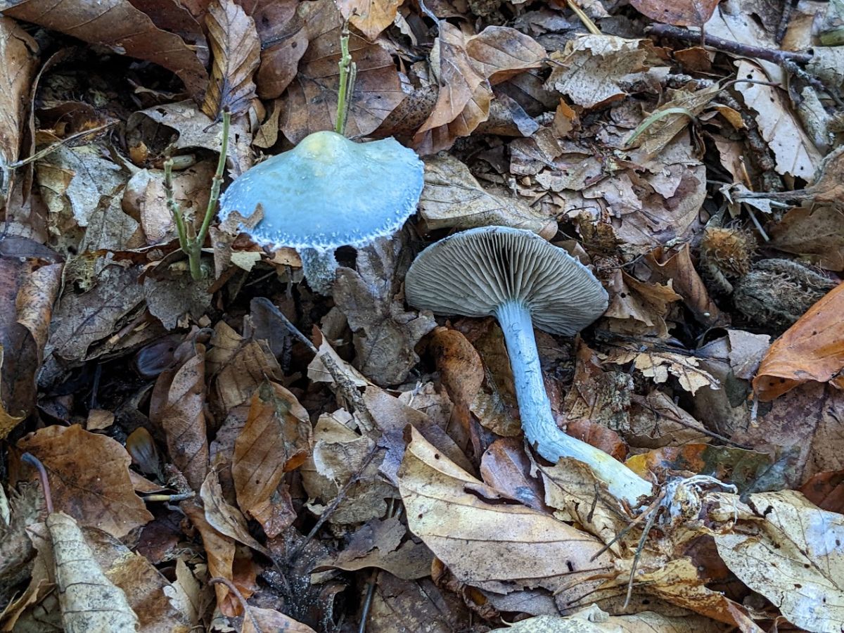 Stropharia caerulea