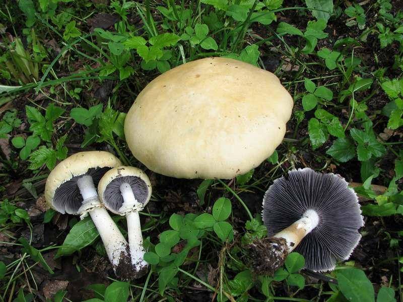 Stropharia eximia