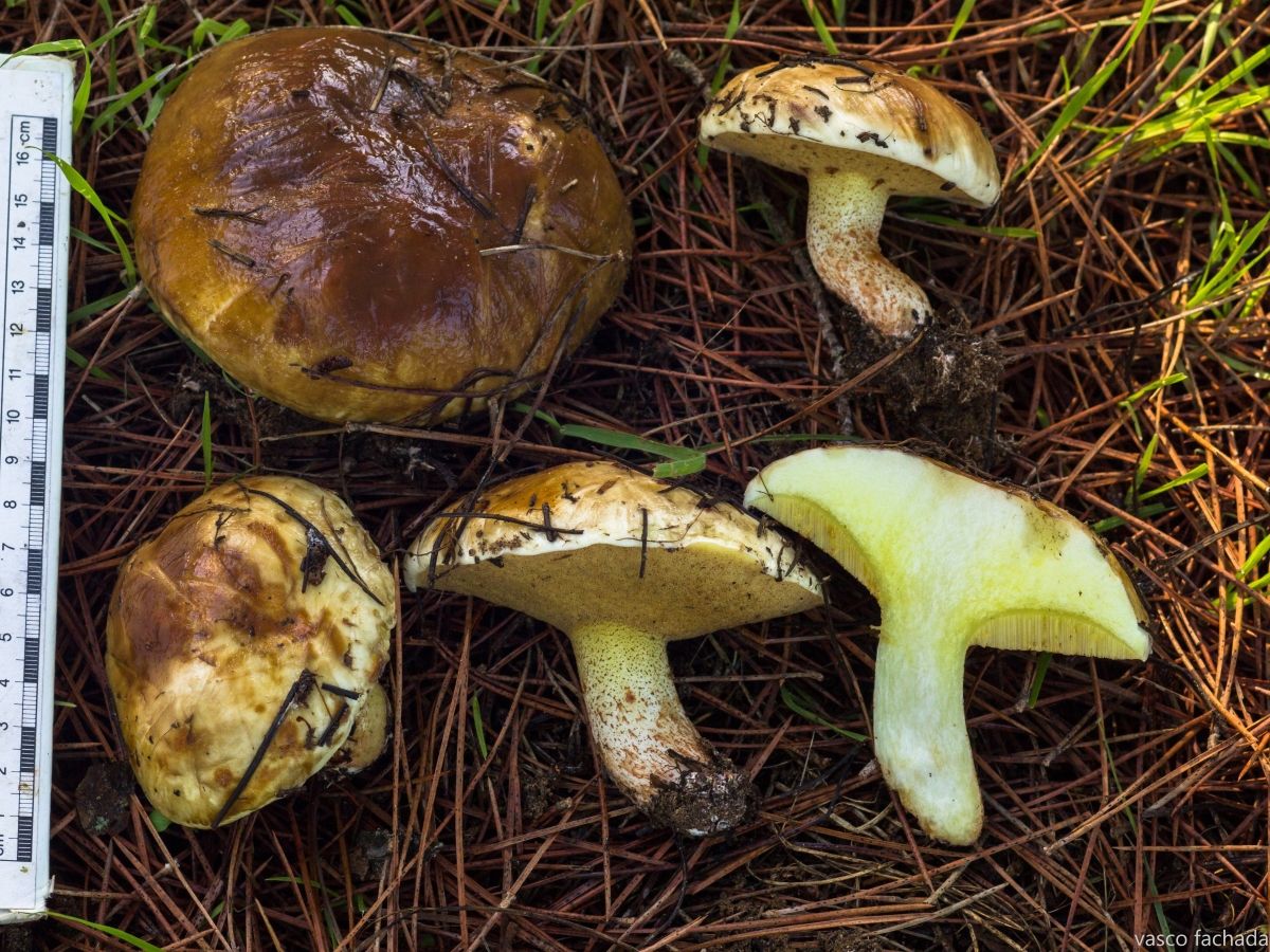 Suillus bellinii