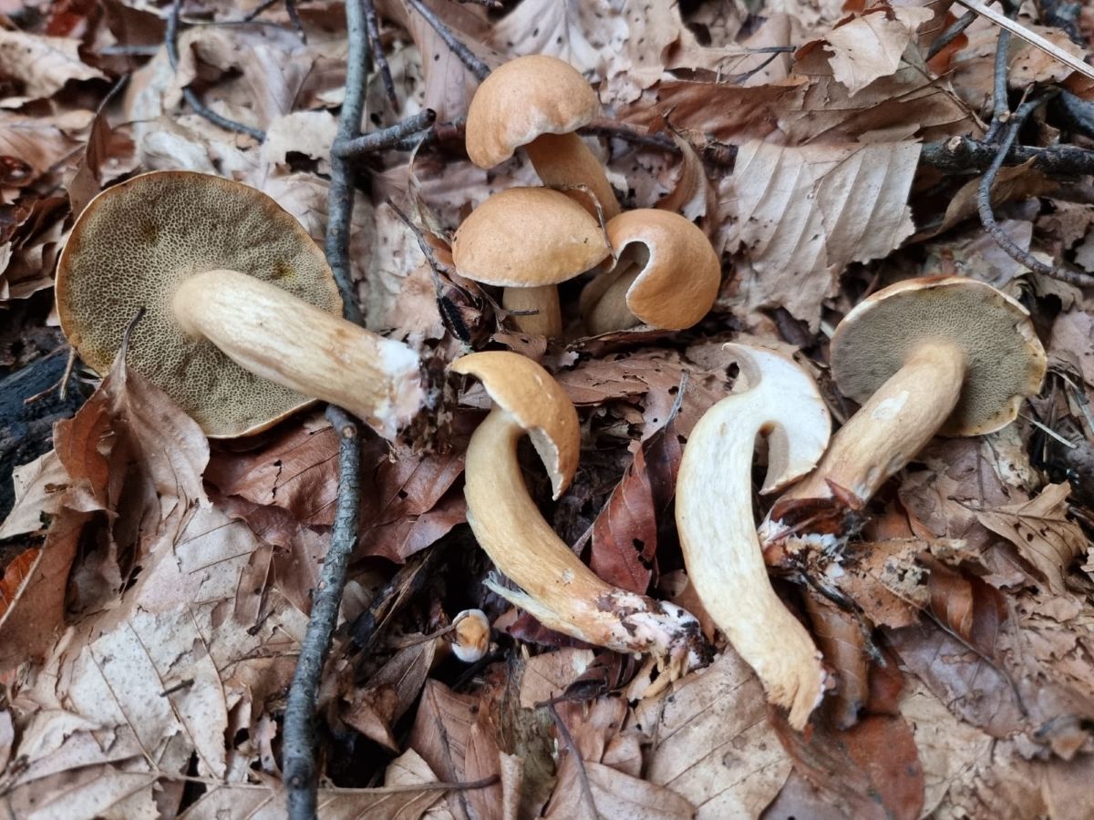 Suillus bovinus