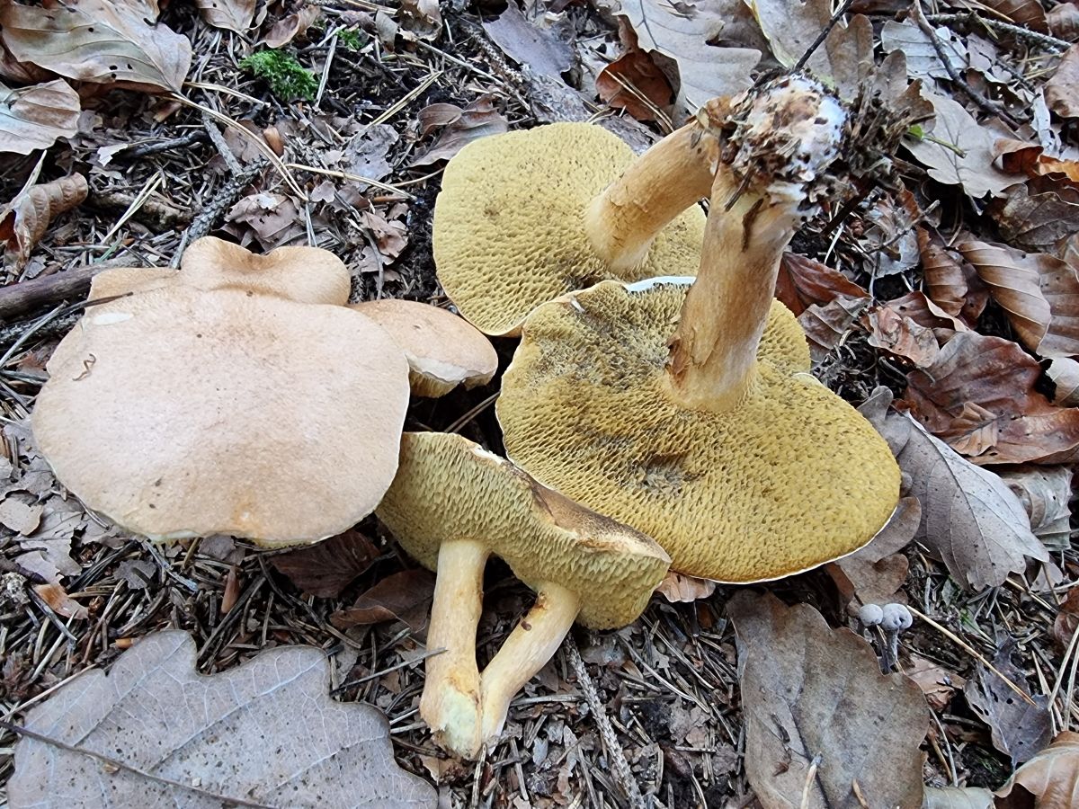 Suillus bovinus