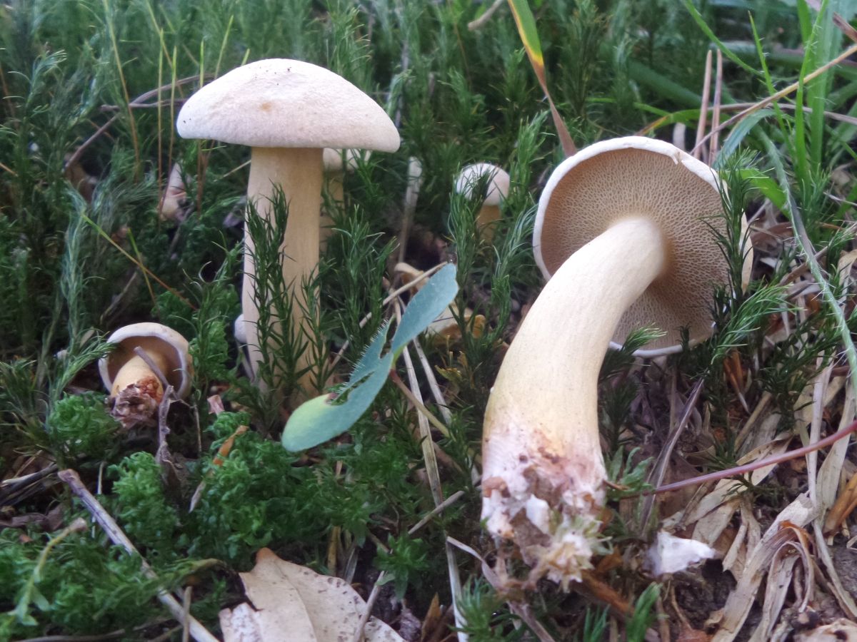 Suillus bovinus