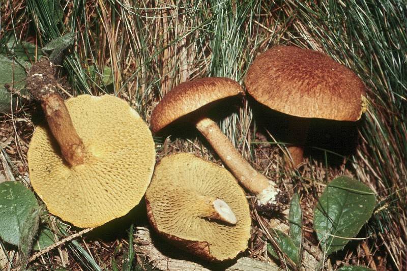 Suillus cavipes