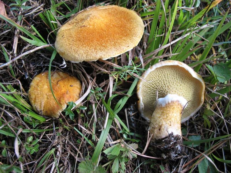 Suillus cavipes