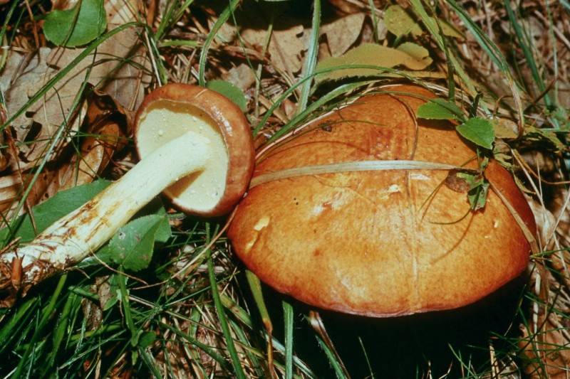 Suillus granulatus